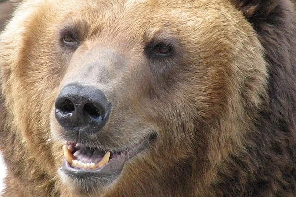 Почему медведи все чаще появляются на окраинах Иркутска?