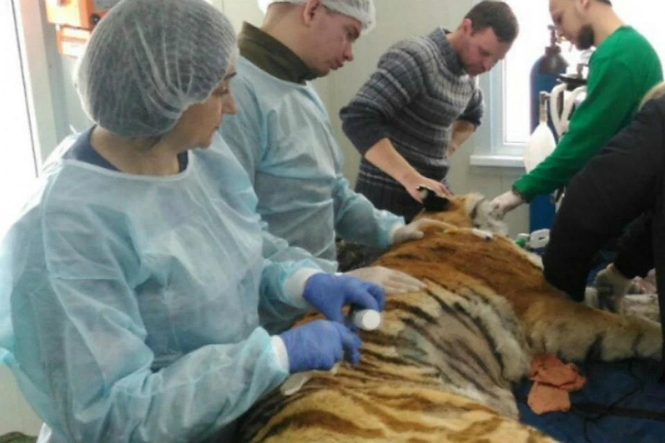 Дикой кошке прописали широкий курс лекарственных препаратов. Фото: Дальневосточный филиал центра "Амурский тигр"