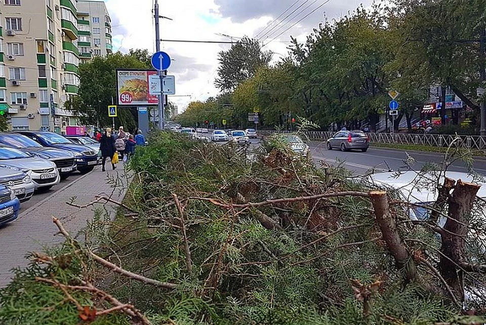 Найдено краснодар. Происшествие на Атарбекова Краснодар. Сквер на углу Тургенева и Атарбекова. Картинки мертвых голубей на улице Атарбекова г Краснодар.