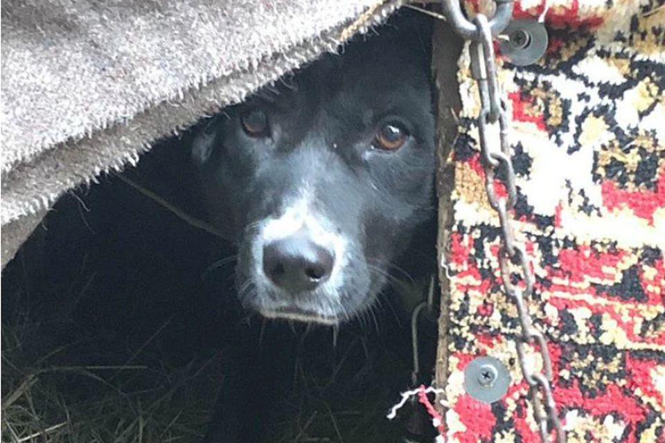 Бездомные животные из приюта в Хабаровске через неделю могут оказаться на улице ФОТО: Приют для бездомных животных "Тихая гавань"