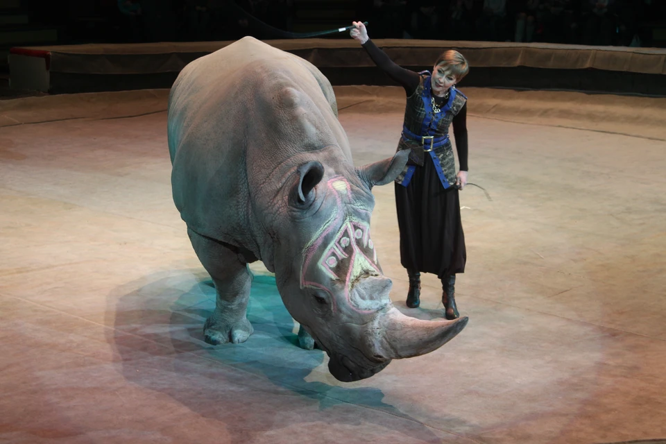 В Донецком цирке выступил единственный в мире дрессированный носорог