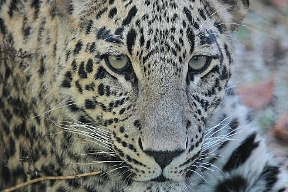 Переднеазиатский леопард считается гордостью Северной Осетии. Фото: Центр природы Кавказа