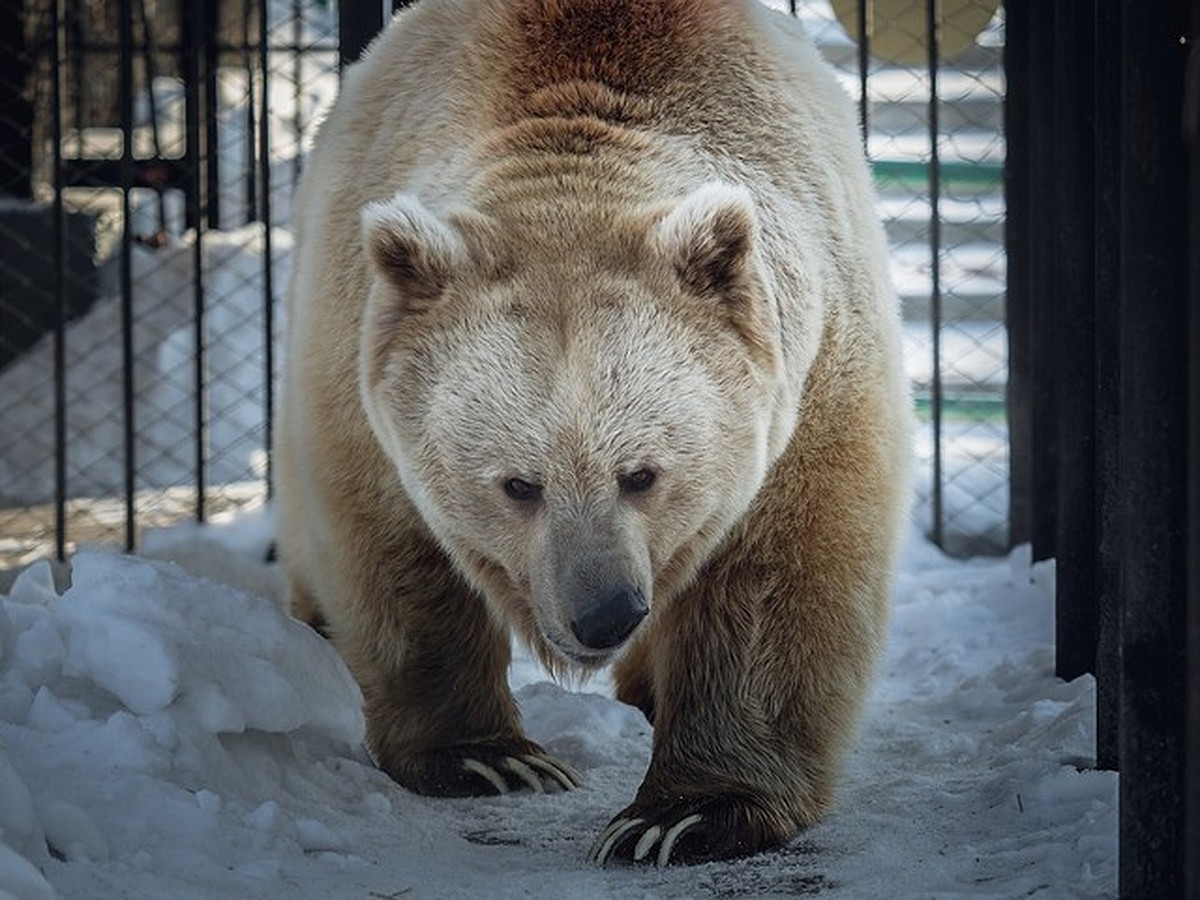 В красноярском зоопарке проснулся медведь Памир: зима больше не вернется -  KP.RU
