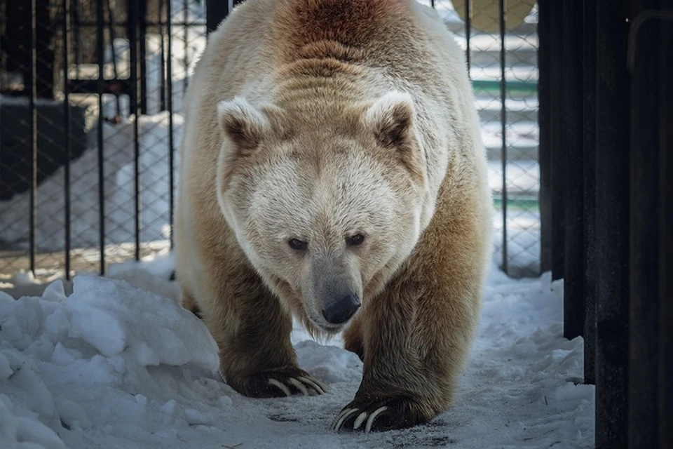 В Красноярском зоопарке проснулся медведь Памир: зима больше не вернется. Фото пресс-службы зоопарка