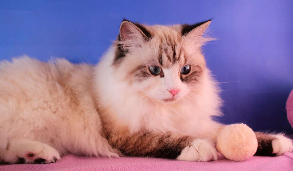 К международному Дню кошек команда «Яндекс для медиа» проанализировала запросы российских пользователей со словосочетанием «почему кошки»
