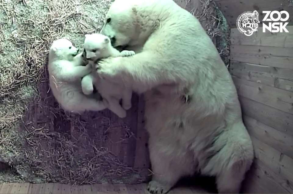 Зоопарк новосибирск белые медведи. Новосибирский зоопарк белые медведи.