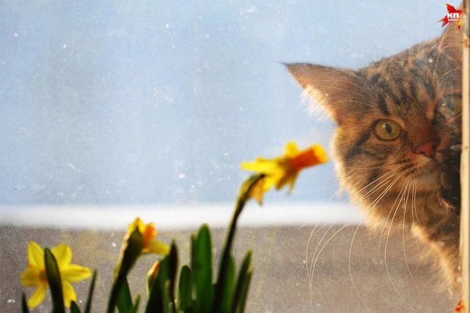 Кот ждет весну. Весенний кот нюхает воздух. Кот радуется весне лету. Котик радуется весне.