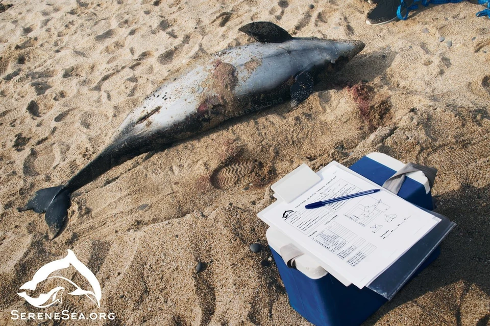 Мертвый дельфин на крымском пляже. Фото: Центр изучения, спасения и реабилитации морских млекопитающих "Безмятежное Море"