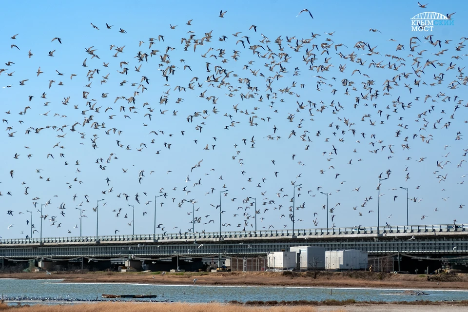 Птицы в районе Крымского моста Фото: инфоцентр Крымский мост