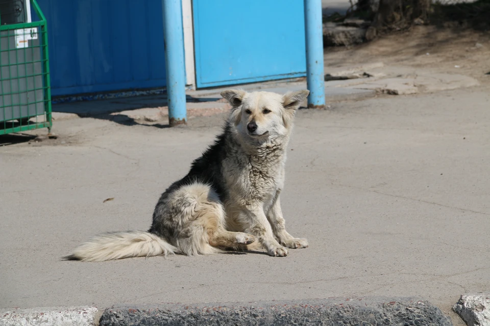 Крым первым в России принял закон о защите животных