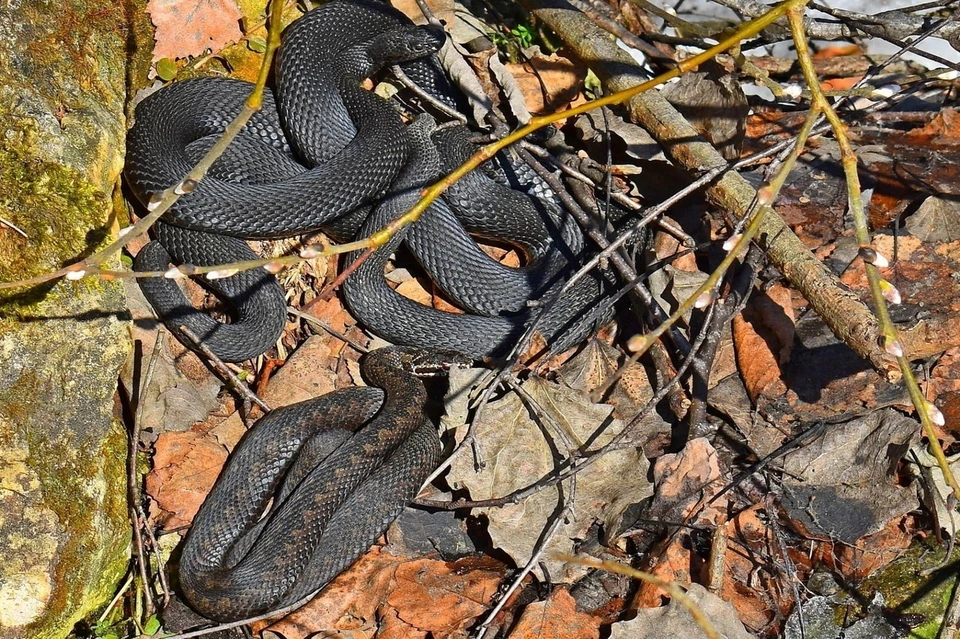 Ядовитые змеи вышли из спячки в Нижегородской области