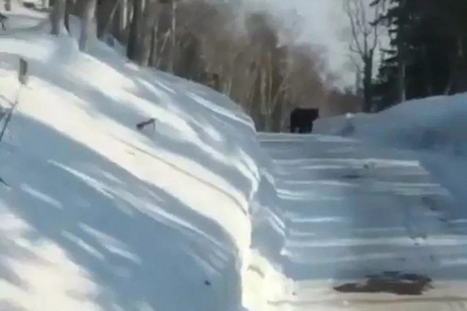 В Хабаровском крае медведь перегородил дорогу автомобилю