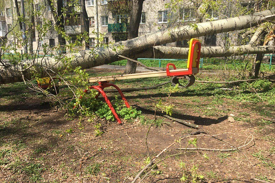 После падения дерева на детскую площадку в районе площади Лядова обследуют зеленые насаждения