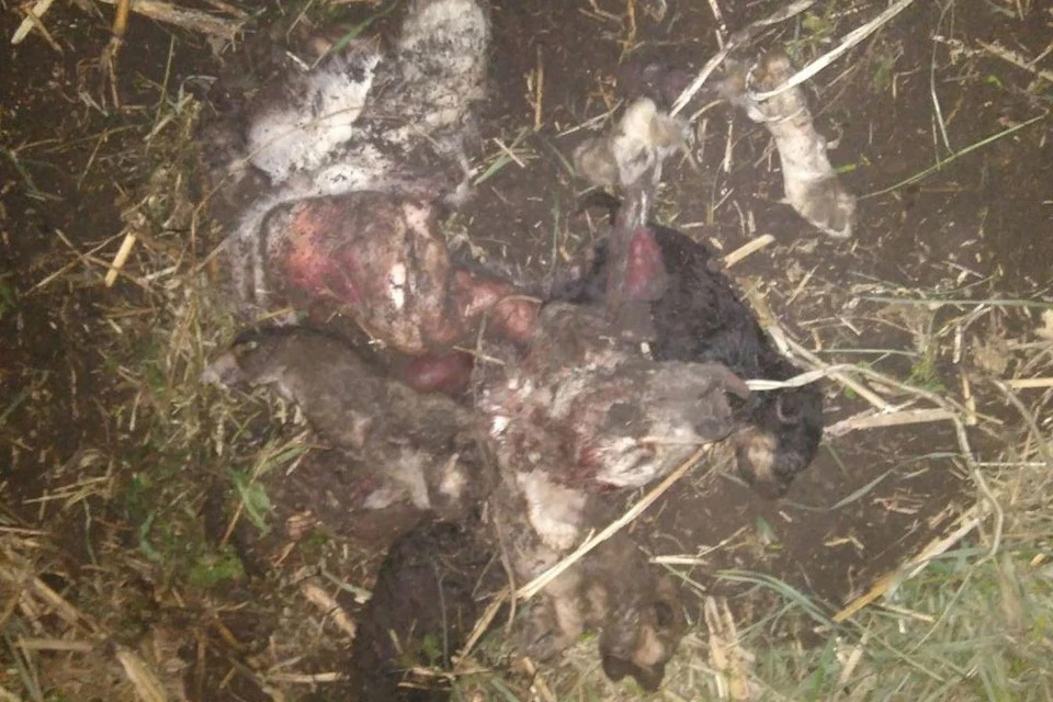Под Саратовом зверски убили собаку и закопалии ее щенков. Фотография из инстаграм-канала zoopravo
