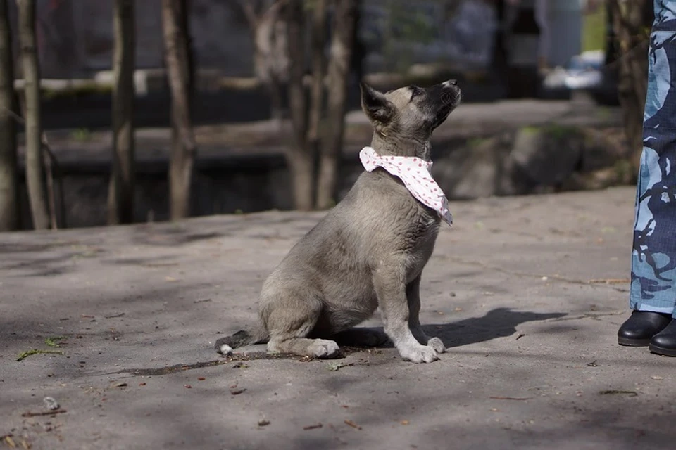 Сотрудники петербургского рекламного агентства приютили семерых щенков Фото: Сайт Рекламные псы