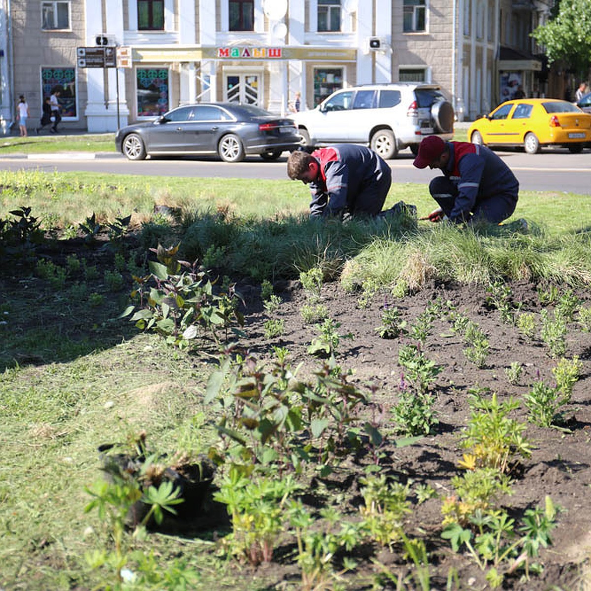 По поручению главы Воронежа Вадима Кстенина в городе реализуется новая  концепция оформления цветников - KP.RU