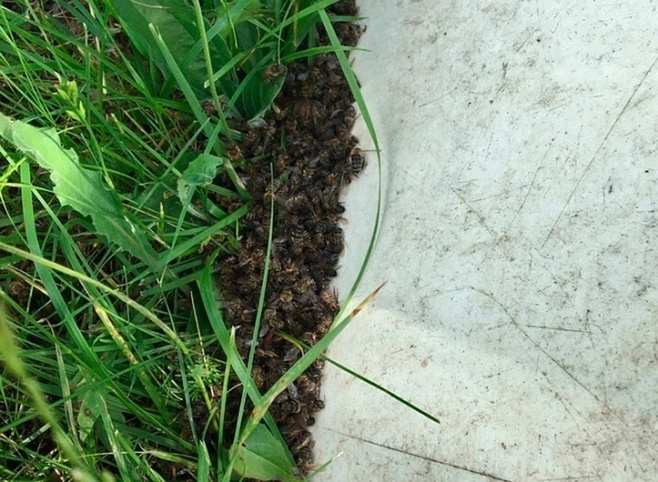 Пчеловоды утверждают, что причина гибели пчел в бесконтрольном использовании пестицидов