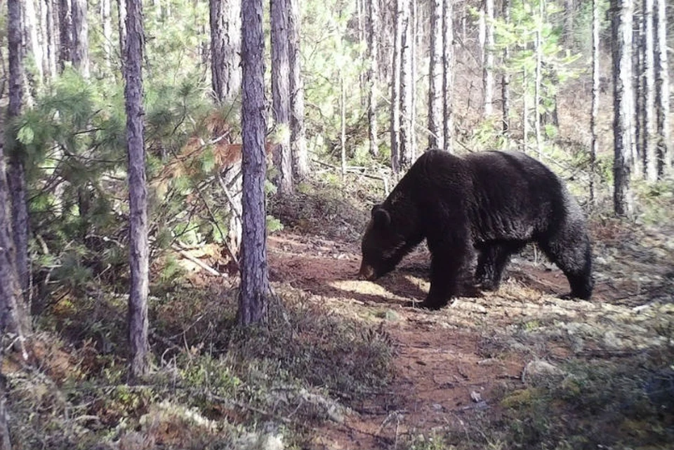 Драки за самку: как знакомятся и находят свою любовь сибирские медведи. Фото: "Заповедное Подлеморье"