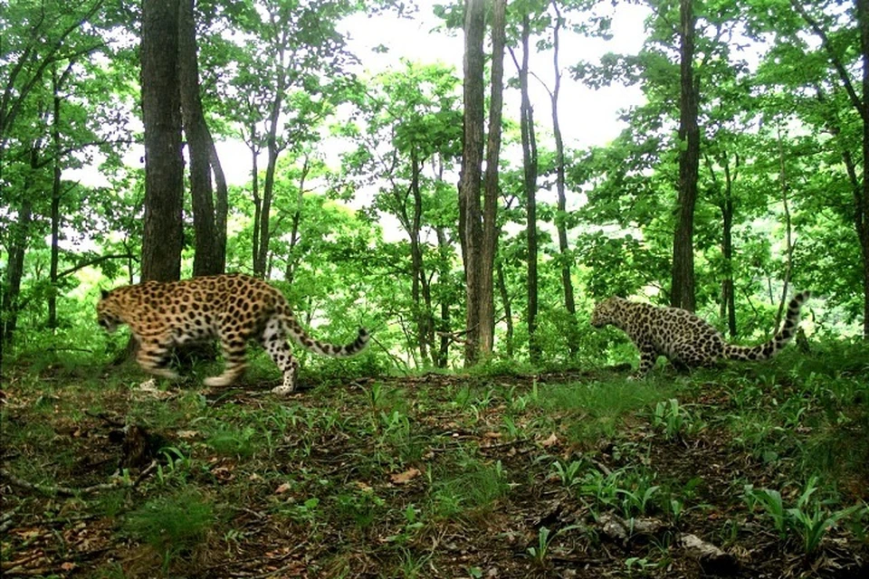 Фото: Национальный парк «Земля леопарда».