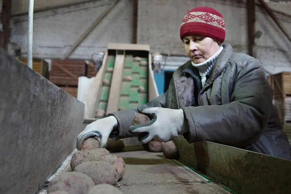 Работы по сортировке картофеля в овощехранилище, Свердловская область.
