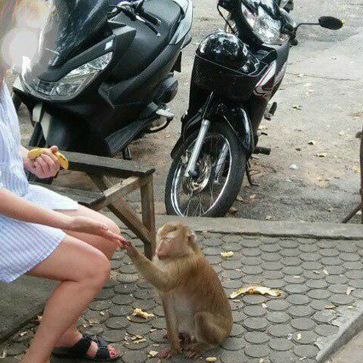 Укус обезьяны в Тайланде
