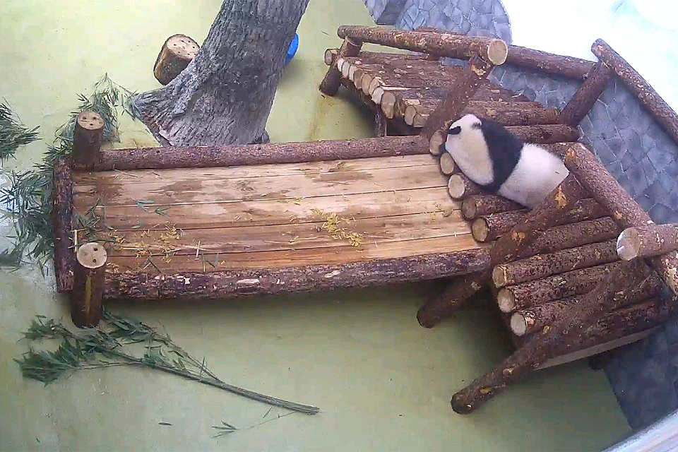 Понаблюдать за пандами можно теперь на сайте Московского зоопарка.