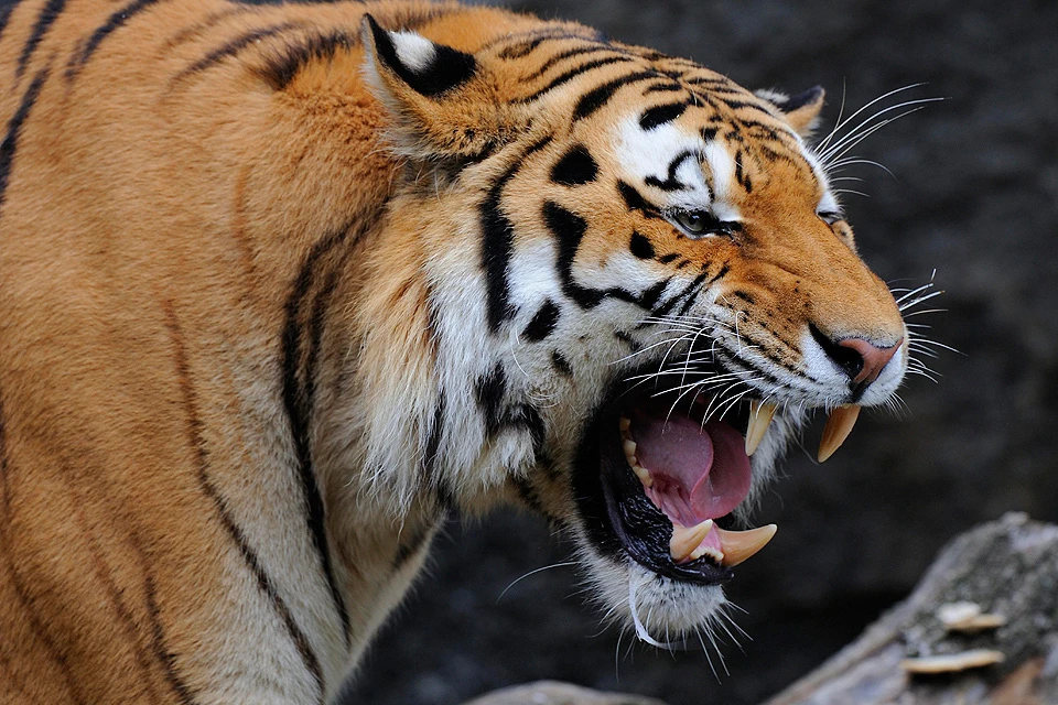 Молодой человек пытался похитить тигренка из клетки передвижного зоопарка, но был настигнут его матерью.