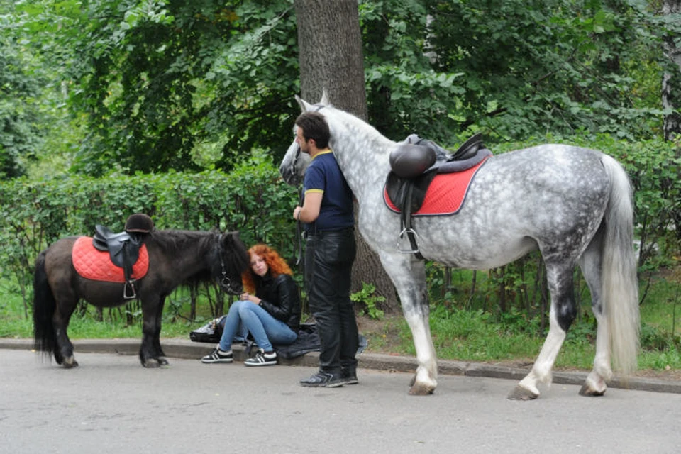 Лошадка в парке. Парк лошадей. Лошадь в парке. Лошади в парках.