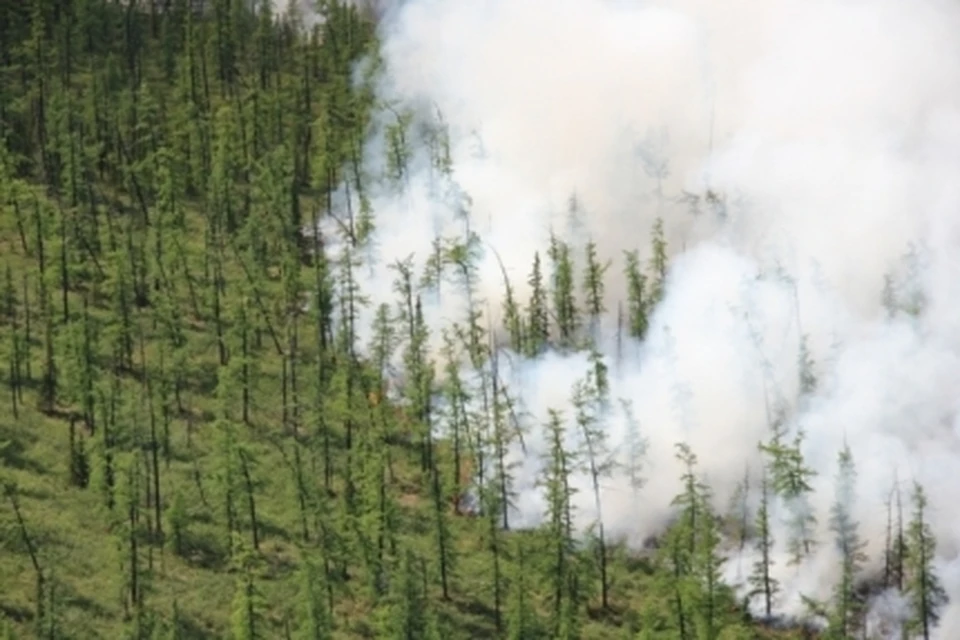 На Ямале объявили высокий уровень пожарной опасности в лесах Фото: 89.mchs.gov.ru