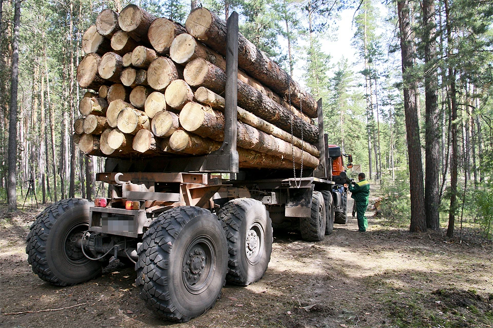 Санитарная рубка реликтовых лесов в региональном государственном заказнике "Туколонь" признана незаконной.