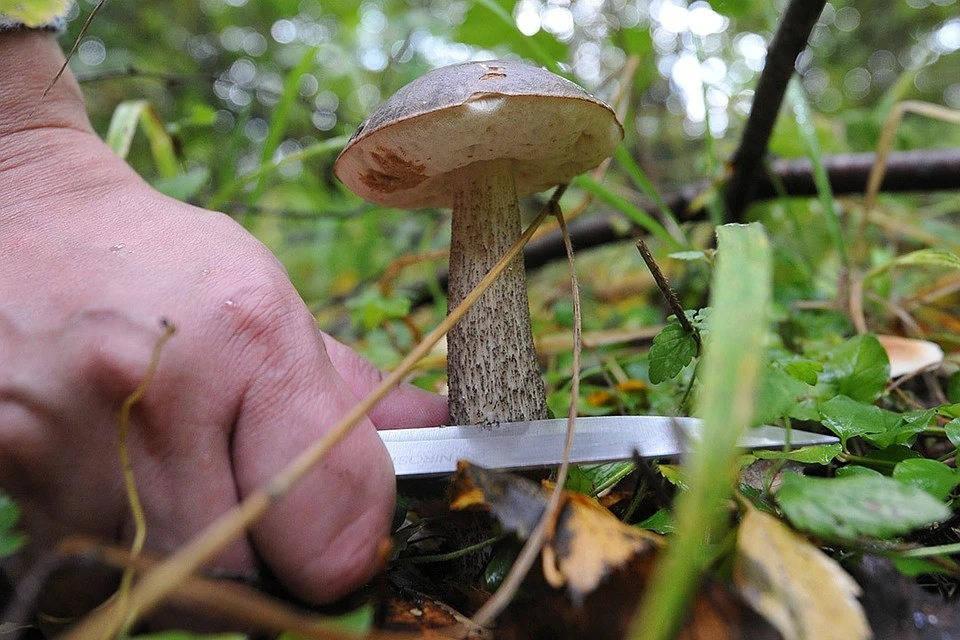 В Выксе у любительницы грибов прямо среди леса украли телефон.