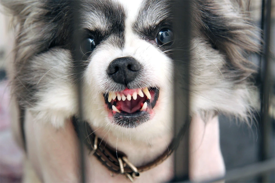 Правительство утвердило перечень потенциально опасных пород собак.