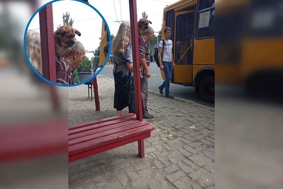 Мужчина с собакой на шее удивил соцсети. Фото: vk.com/publdon