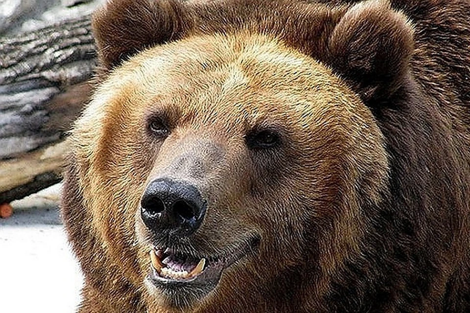 Житель Югры сбежал из леса, бросив подругу один на один с медведем