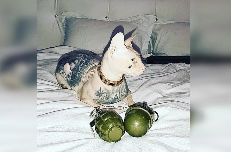 Котика ищут уже пять дней. Фото: Кот Бес в Instagram