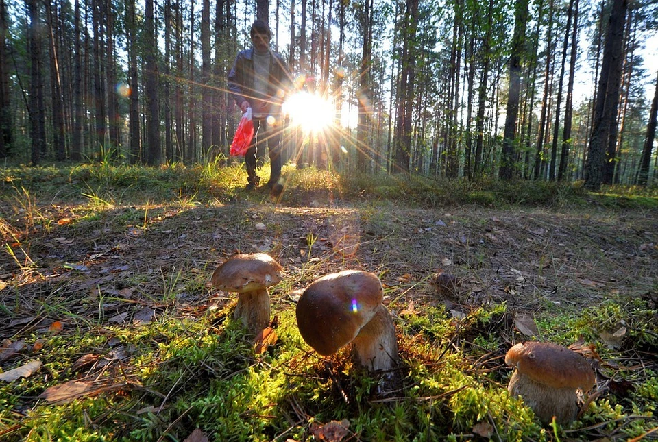 Грибники Петербурга рассказывают о самых грибных местах.
