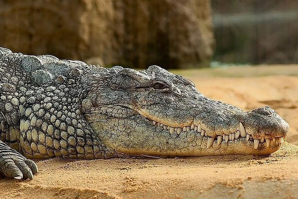 Местные жители предполагают, что крокодил-подросток мог убежать из цирка-шапито