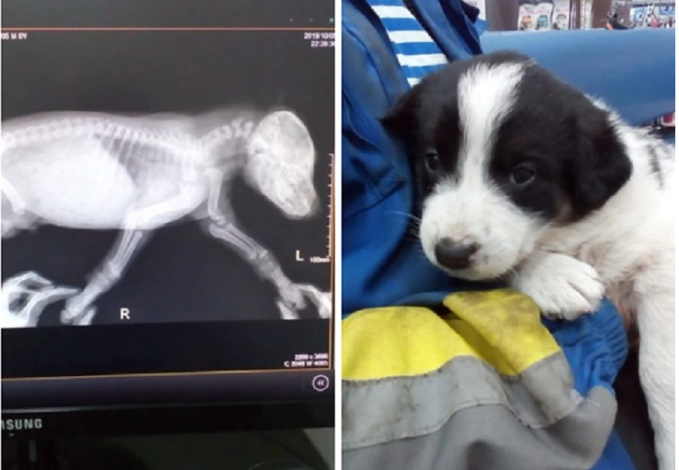 У выжившего щенка сломана лапа. Фото: "Инцидент-Екатеринбург" во "Вконтакте"
