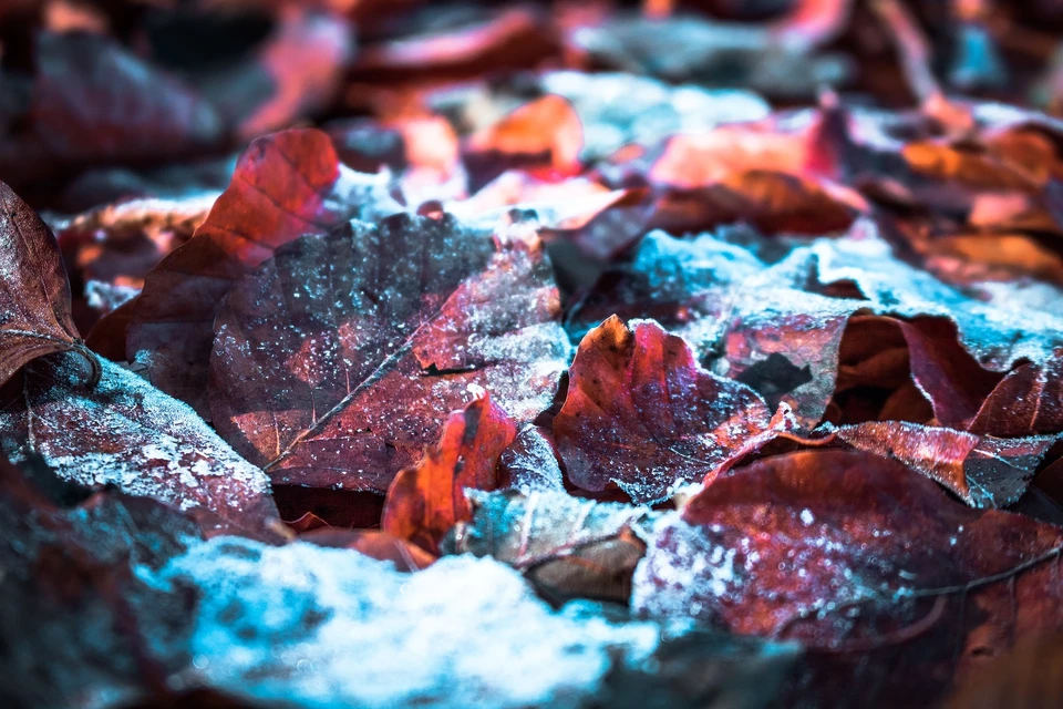 Фото: pixabay.com