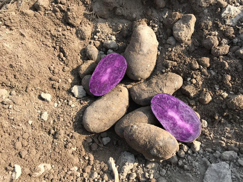 Фиолетовую картошку показали возможным покупателям