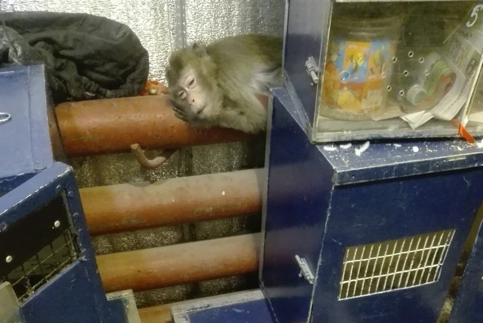 Бедные обезьяны жались к батареям, чтобы согреться. Фото: Алиса Соколова