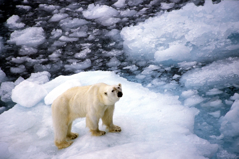 Арктика и глобальное потепление - что у них общего?