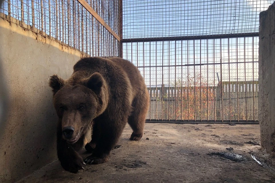 Медведей из Самары передали Зубкову. Фото: пресс-служба зоопарка