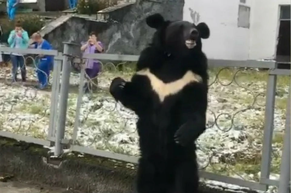 Генпрокуратура: над «плачущим» медведем, привязанным к забору поликлиники в Бодайбо, не издевались. Фото: скриншот видео.