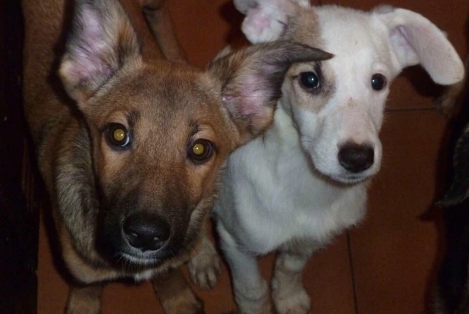 Жительница Ростовской области решила взять ипотеку, чтобы спасти своих собак.