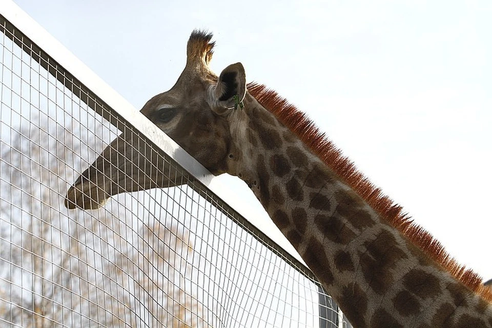 Причину смерти жирафа Байтерека в красноярском зоопарке будет выяснять специальная комиссия