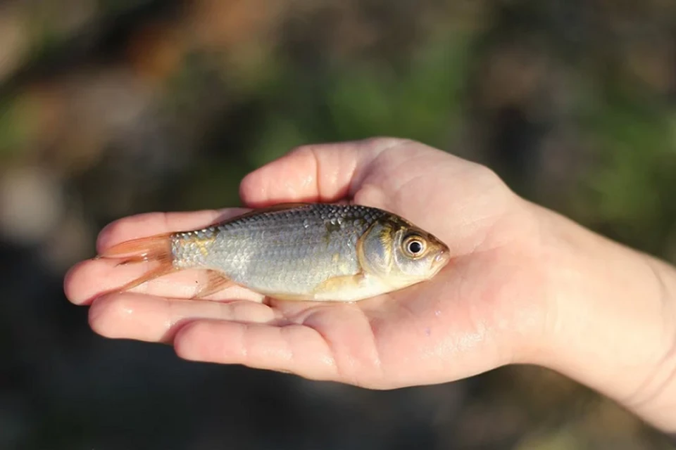 Гаффская болезнь передается людям при поедании рыбы