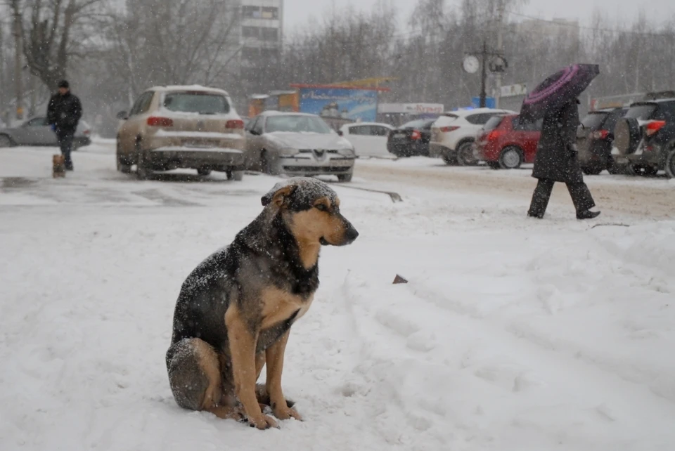 Фото: Алексей ФОКИН