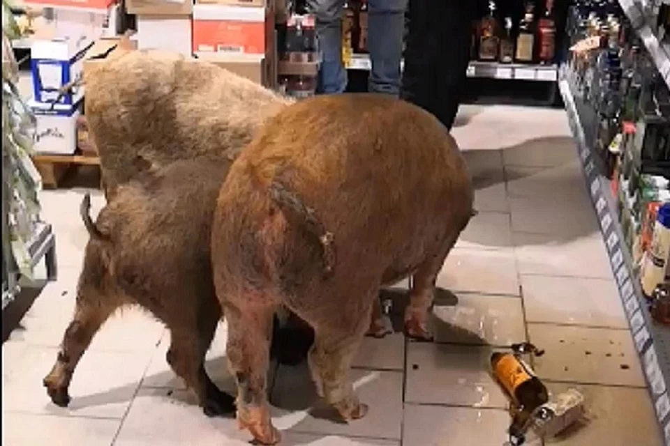 Свиньи, нализавшиеся коньяка в супермаркете, прославили Тюмень на весь мир. Фото: соцсети