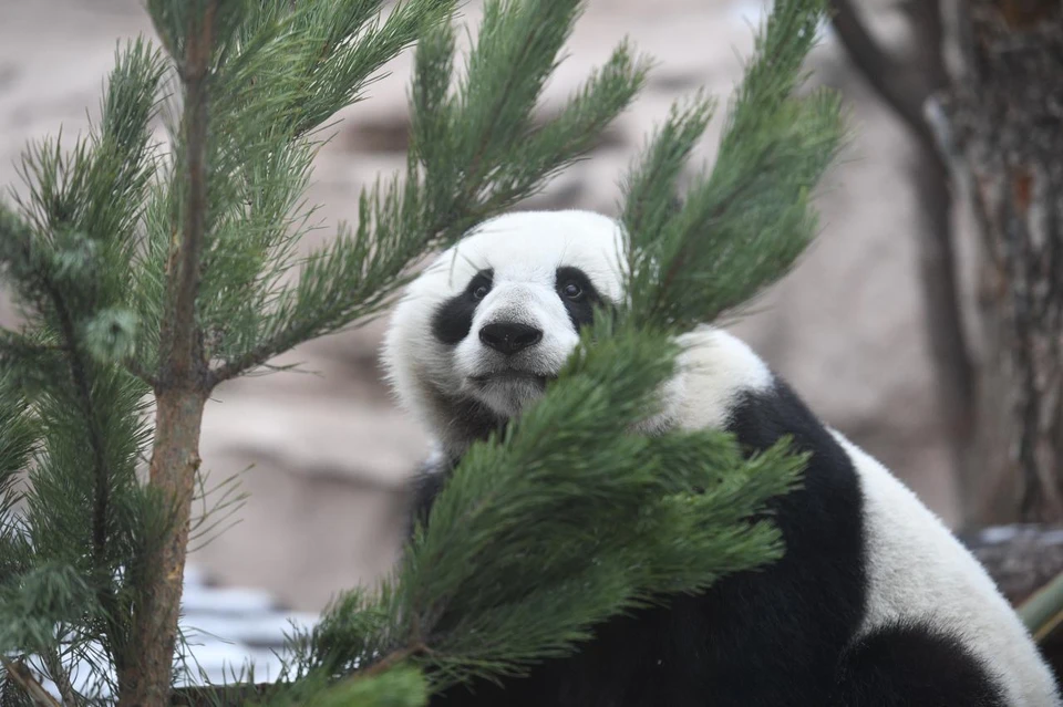 Выпавший на Старый Новый год снег привел в восторг панду Диндин из Московского зоопарка